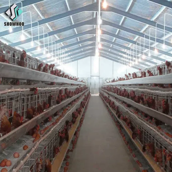 Easy Build Poultry Layer Chicken Farming Building Material
